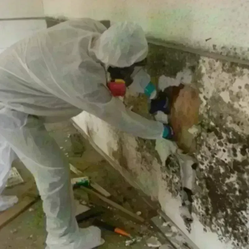 Mold Remediation and Removal in Freeport, PA